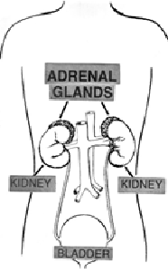 Adrenal-Glands-and-Kidneys