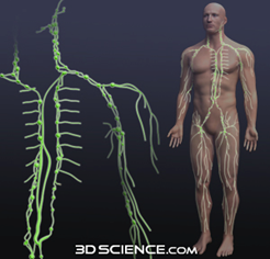 Lymphatic-system-in-the-body